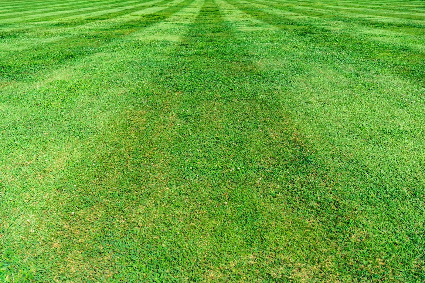 Close view of a lawn mowed in alternating light and dark stripes running to the far edge